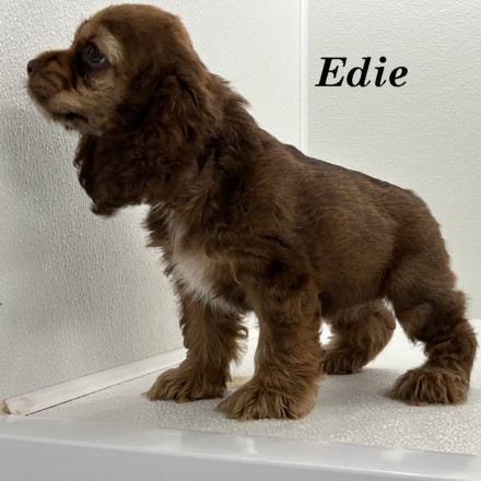 puppy, for, sale, Cocker Spaniel, Joe & Cherri  Overlease, dog, breeder, Miller, MO, dog-breeder, puppy-for-sale, forsale, nearby, find, puppyfind, locator, puppylocator, aca